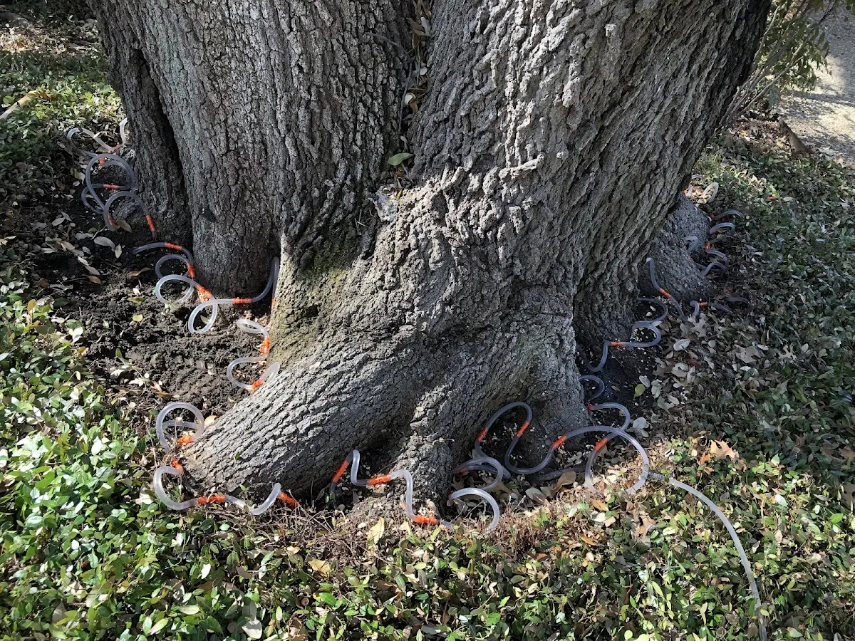 Detailed Tree Cabling and Bracing job site in Croghan