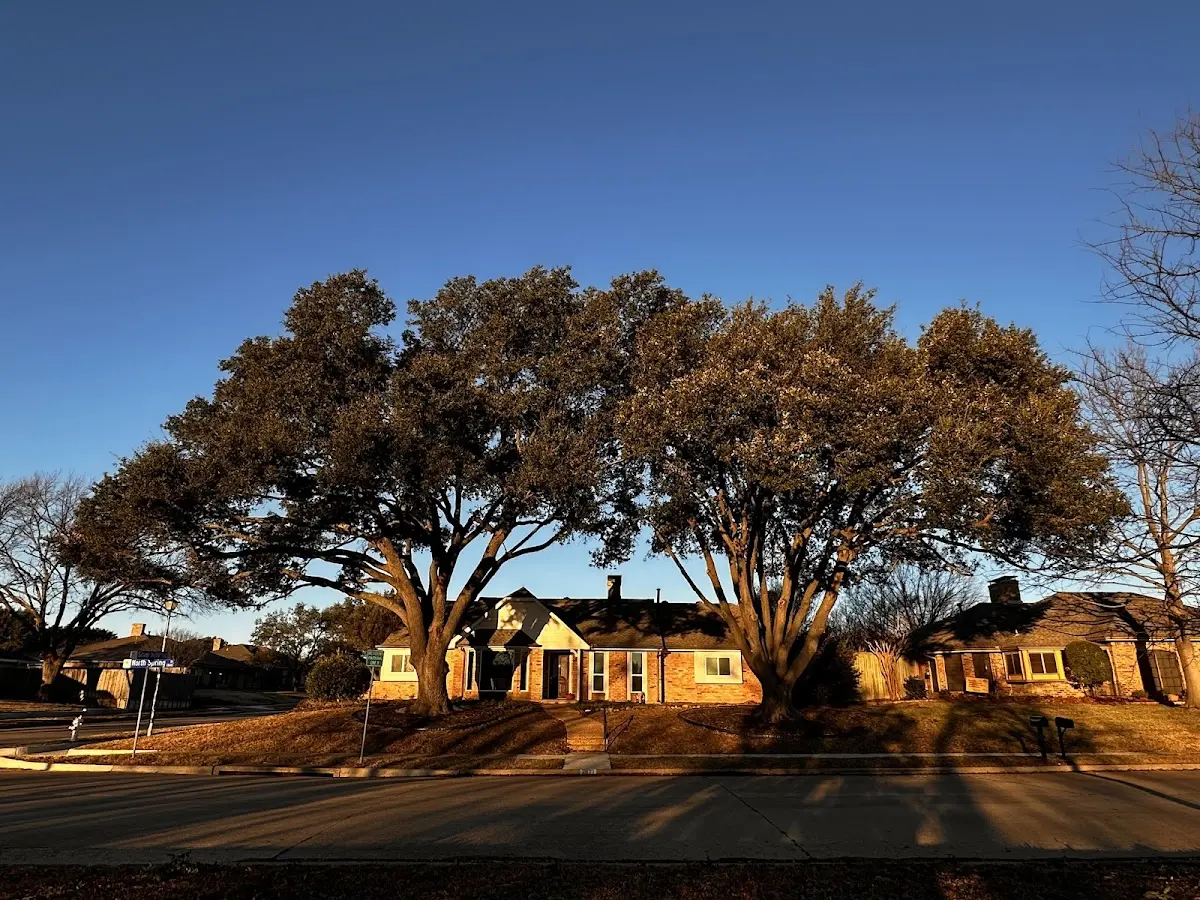 Established residential canopy tree shading a home in Croghan